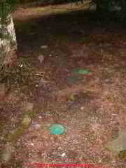 Signs of risk of termite attack (C) Daniel Friedman