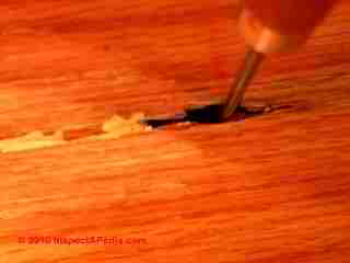 Termite damage case (C) Daniel Friedman