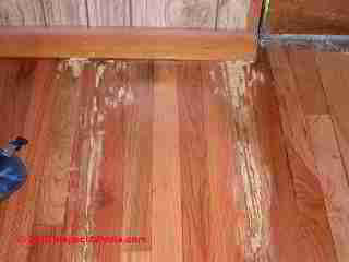 Termite damage case (C) Daniel Friedman