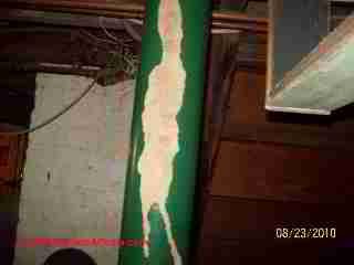 Termite damage photographs (C) D Friedman D Grudzinski