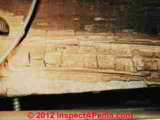 powder post beetle damage (C) Daniel Friedman