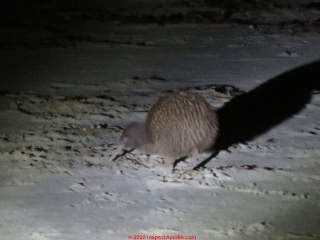 Kiwi spotted off Stewart Island by DF JC in 2014 (C) Daniel Friedman at InspectApedia.com