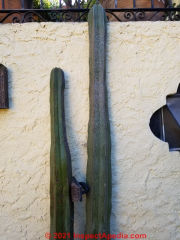Organos cactus with scale and a bit too much watering (C) Daniel Friedman at InspectApedia.com