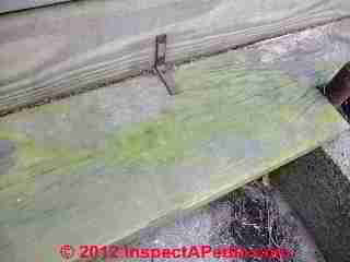 Dry green algae on wood step (C) Daniel Friedman