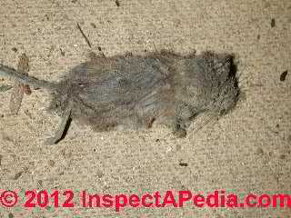 Mouse in suspended ceiling © D Friedman at InspectApedia.com 