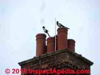 Magpies atop multiple chimney pots close together, Oxford, UK (C) Daniel Friedman