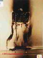 Burned up electrical receptacle (C) Daniel Friedman