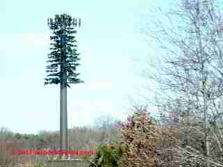 Cell tower appearing as tree (C) Daniel Friedman