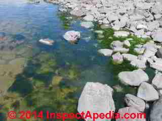 Algae at a lake shore traced to failed septic system (C) Daniel Friedman