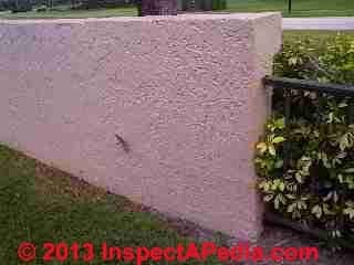 Plant growing in masonry retaining wall Boca Raton FL (C) Daniel Friedman