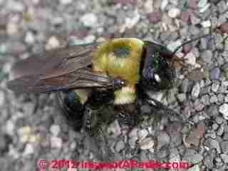 Carpenter Bee closeup photo © Daniel Friedman at InspectApedia.com
