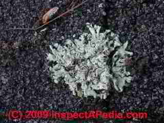 Photograph of lichens growth on asphalt shingles (C) Daniel Friedman