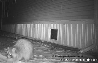 Raccoon invader caught on video (C) InspectApedia.com reader LZ