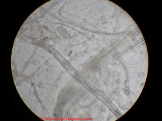 Asbestos insulation under the microscope transmitted light (C) InspectApedia.com Lapenna