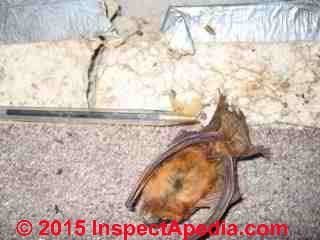 Dead bat found in a building attic. We also find dead bats in suspended ceilings, ductwork, and other areas (C) Daniel Friedman
