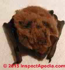 Brown bat photograph (C) Daniel Friedman InspectApedia.com
