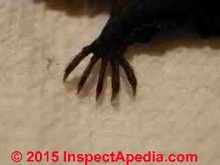 Brown bat toe claws (C) Daniel Friedman