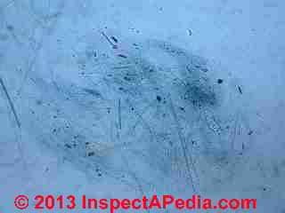 Crocidolite asbestos fibers photographed by Daniel Friedman at McCrone Research (C) Daniel Friedman