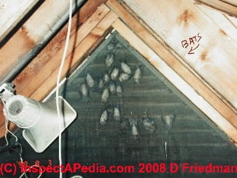 Photo of bats in the attic
