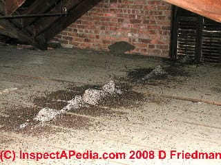 Photo of Bat droppings in an attic