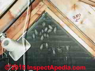 Bats at the gable end of a home attic (C) InspectApedia.com