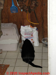 Cat eating drops food that's left to attract mice, rats, other animal pests (C) InspectApedia.com