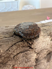 spike found in driftwood on coast (C) InspectApedia.com Lenny