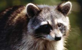 Raccoon, U.S. CDC at InspectApedia.com