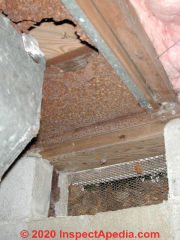 Raccoon entry point into a home's floor system (C) Daniel Friedman at InspectApedia.com