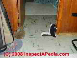 Skunk animals in a home © D Friedman at InspectApedia.com 