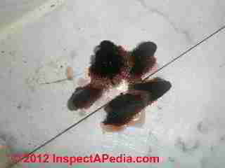 Semonitis sp brown slime mold or pipecleaner mold © D Friedman at InspectApedia.com 
