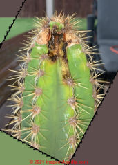 Cactus rot at tip (C) InspectApedia.com