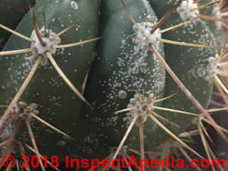 White fluffy and barnaclie like gowths on cactus including Melocactus diamantinus (C) InspctApedia.com Pedram Clash
