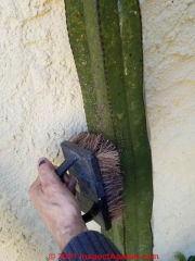 Cleaning scale off of organos cactus (C) Daniel Friedman at InspectApedia.com