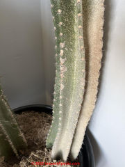 Cochineal scale on cactus (C) InspecTapedia.com Nicolas