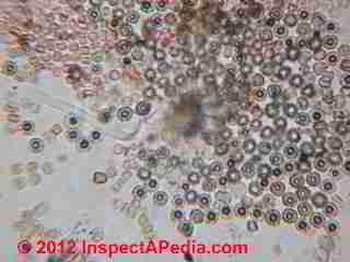 Memnoniella echinata Car mold severe, beyond cleaning (C) Daniel Friedman