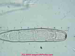 Ganoderma basidiospores  © Daniel Friedman 2001