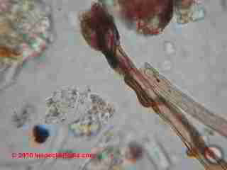 Fungal hypae in house dust sample © D Friedman at InspectApedia.com 