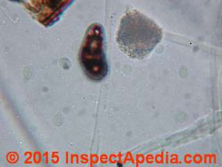 Curvularia-like mold spore in fiberglass insulation (C) Daniel Friedman
