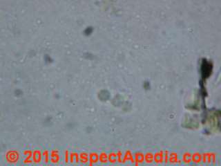 Aspergillus or Penicillium spore chain in fiberglass insulation (C) Daniel Friedman