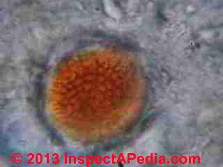 Fungal spores from basement subfloor mold growing in fern like or bracken pattern (C) InspectApedia