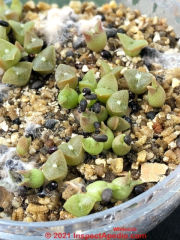 White fungal growth on succulent plants grown from seed (C) InspectApedia.com Whiteside