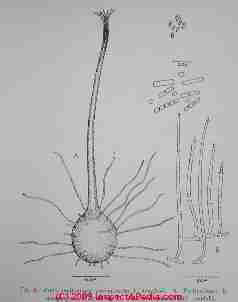 Ophistoma Ceratocystis sketch (C) Daniel Friedman Mycologia 1953