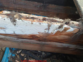 Phellinus wood rotting fungus on decking (C) InspectApedia.com Karen
