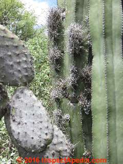 Fungal and parasitic attack on Nopla and Organos cactus, Pozos, Guanajuato, Mexico (C) Daniel Friedman