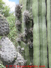 Parasite attack on organos cactus, Pozos, Mexico (C) Daniel Friedman at InspectApedia.com