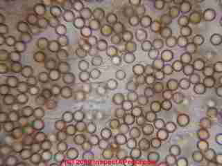 Photographs of spores of puffball spores © Daniel Friedman 2001