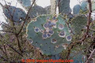 Round black "circles" or fungal attack on a Nopal cactus (C) Daniel Friedman