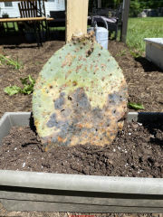 Cactus rot - still may be salvagable by judicious cutting and sun treatment (C) InspectApedia.com reader