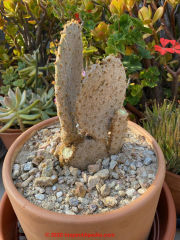 Severe scale infection of a paddle cactus nopal (C) InspectApedia.com Rachel
